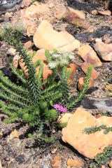 Phylica pubescens pubescens