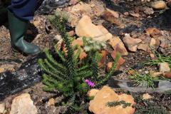 Phylica pubescens pubescens