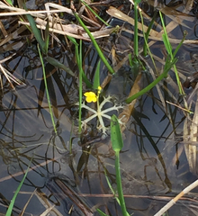 Utricularia radiata