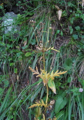 Eleutherospermum cicutarium