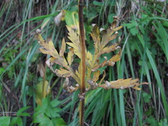 Eleutherospermum cicutarium