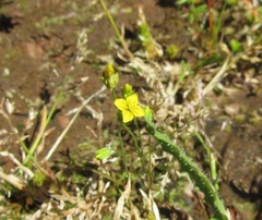 Tropidocarpum gracile