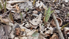 Erythronium albidum