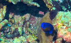 Centropyge bispinosa