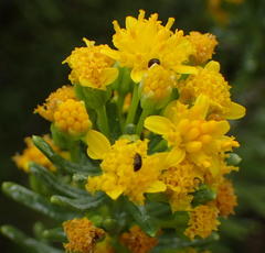 Euryops floribundus