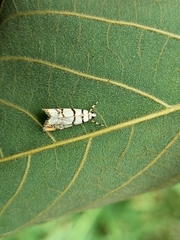 Diptychophora