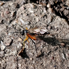 Ichneumonidae