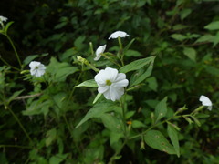 Browallia americana