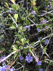 Ceanothus lemmonii