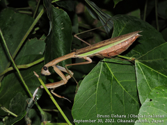 Tenodera sinensis