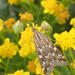Karoo Moth - Photo (c) Nicola van Berkel, some rights reserved (CC BY-SA), uploaded by Nicola van Berkel