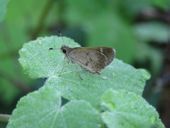 Callimormus saturnus