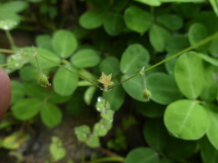 Drymaria villosa