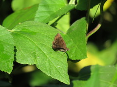 Pellicia dimidiata dimidiata
