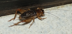 Anurogryllus