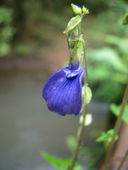 Rhynchoglossum