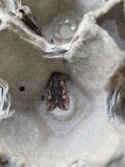 Lithophane hemina