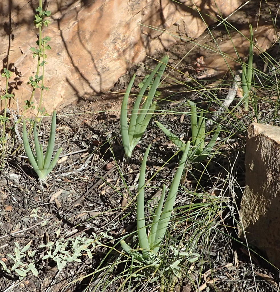 Bulbine succulenta, Doringrivier west of Zebra