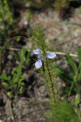 Moraea tripetala tripetala