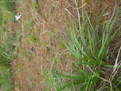 Chlorophytum rigidum