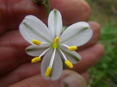 Chlorophytum rigidum