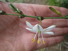 Chlorophytum rigidum