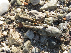 Heliastus sumichrasti