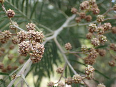 Dasineura rubiformis