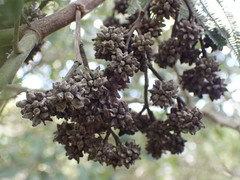 Dasineura rubiformis