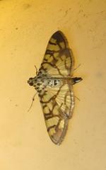 Pardomima distortana