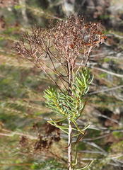 Athanasia vestita