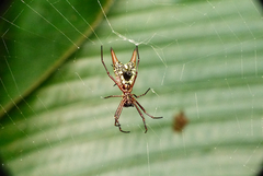 Micrathena spinosa