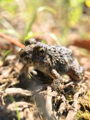 Fejervarya kawamurai