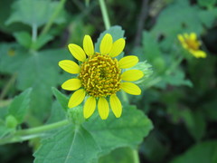 Simsia foetida