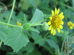 Simsia foetida