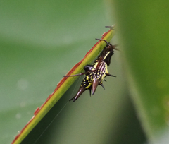 Micrathena spinosa