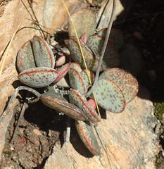 Adromischus