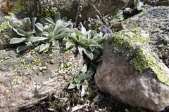 Antennaria caucasica