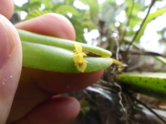 Pleurothallis dibolia
