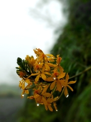 Epidendrum melinanthum