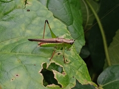 Conocephalus melaenus