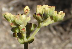 Crassula mollis