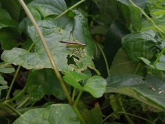 Conocephalus melaenus