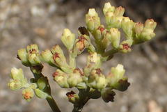 Crassula mollis