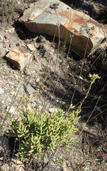 Crassula mollis