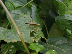 Conocephalus melaenus