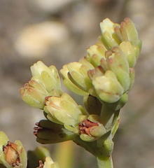 Crassula mollis