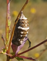 Junonia coenia