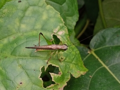 Conocephalus melaenus