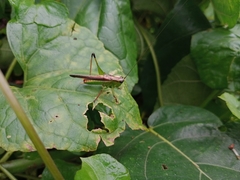 Conocephalus melaenus